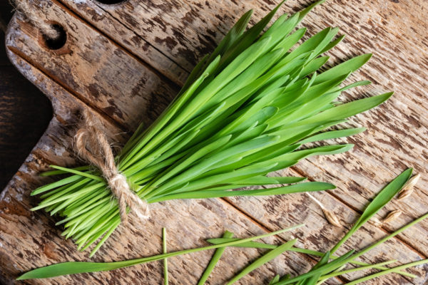 Fresh barley grass on a wooden background, top view